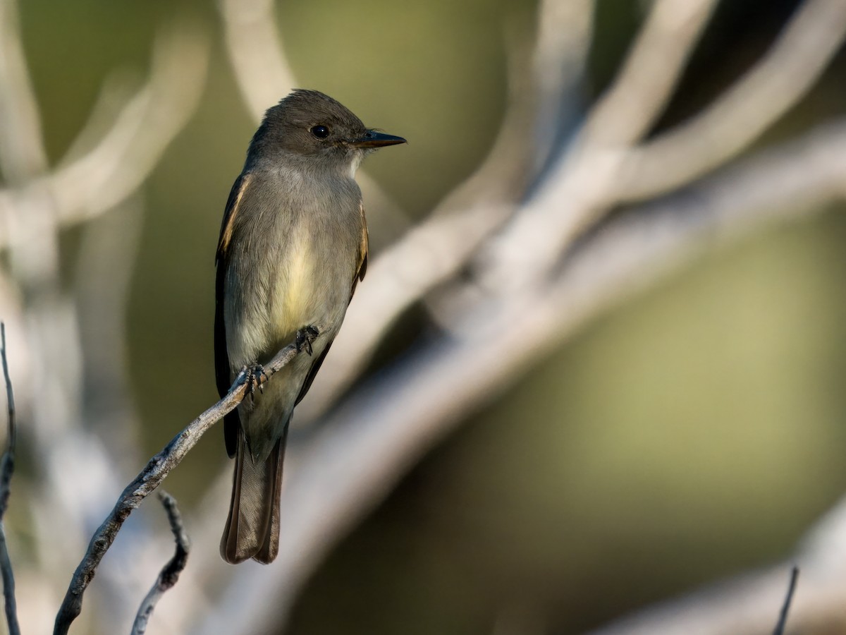 Western Wood-Pewee - ML620247322