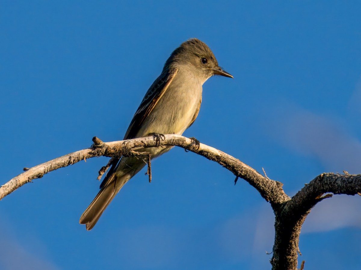 Western Wood-Pewee - ML620247323