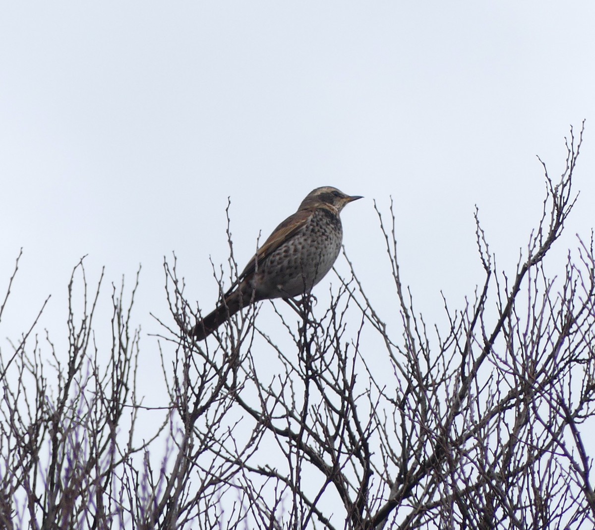 Dusky Thrush - Leslie Hurteau