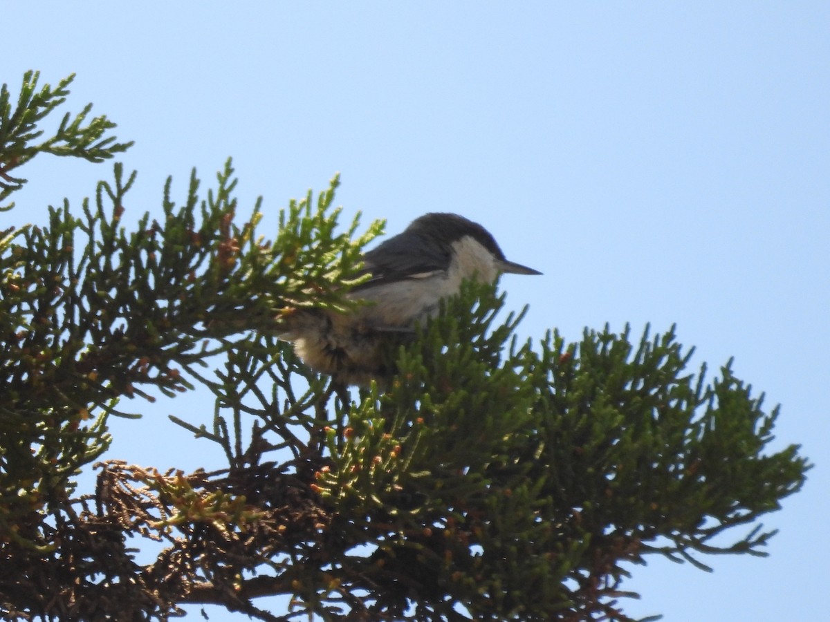 Pygmy Nuthatch - ML620247327