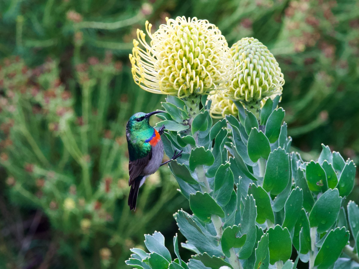 Southern Double-collared Sunbird - ML620247337