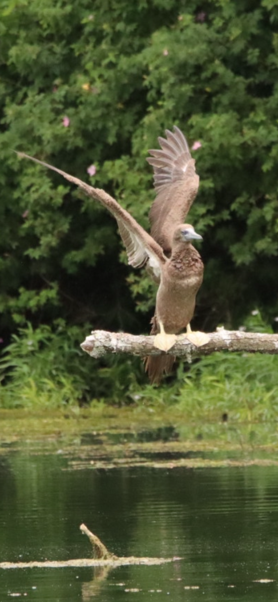 Brown Booby - ML620247356