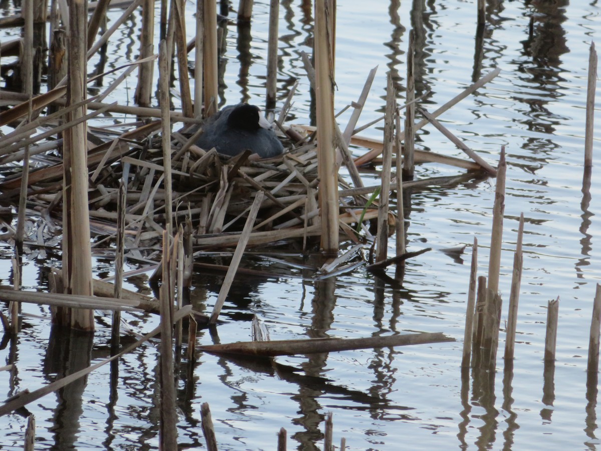 American Coot - ML620247361