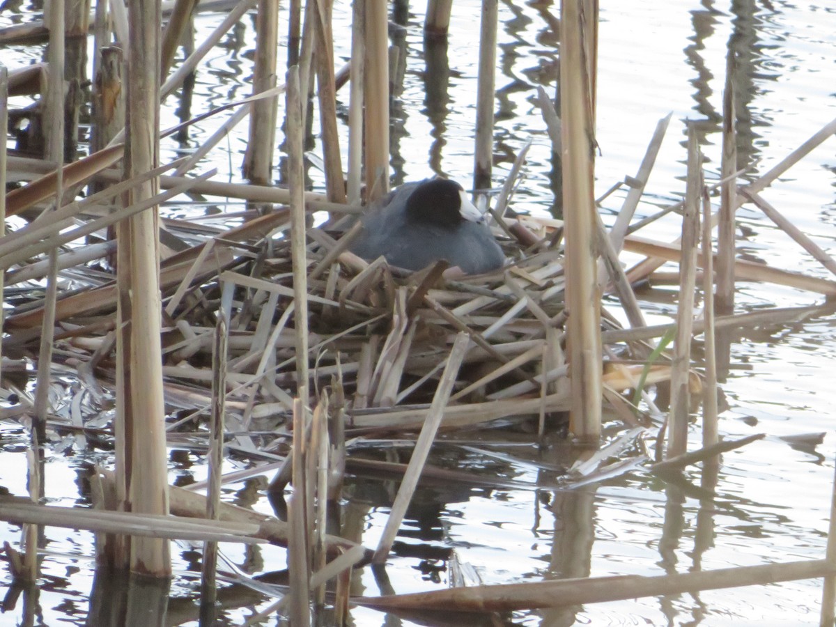 American Coot - ML620247362