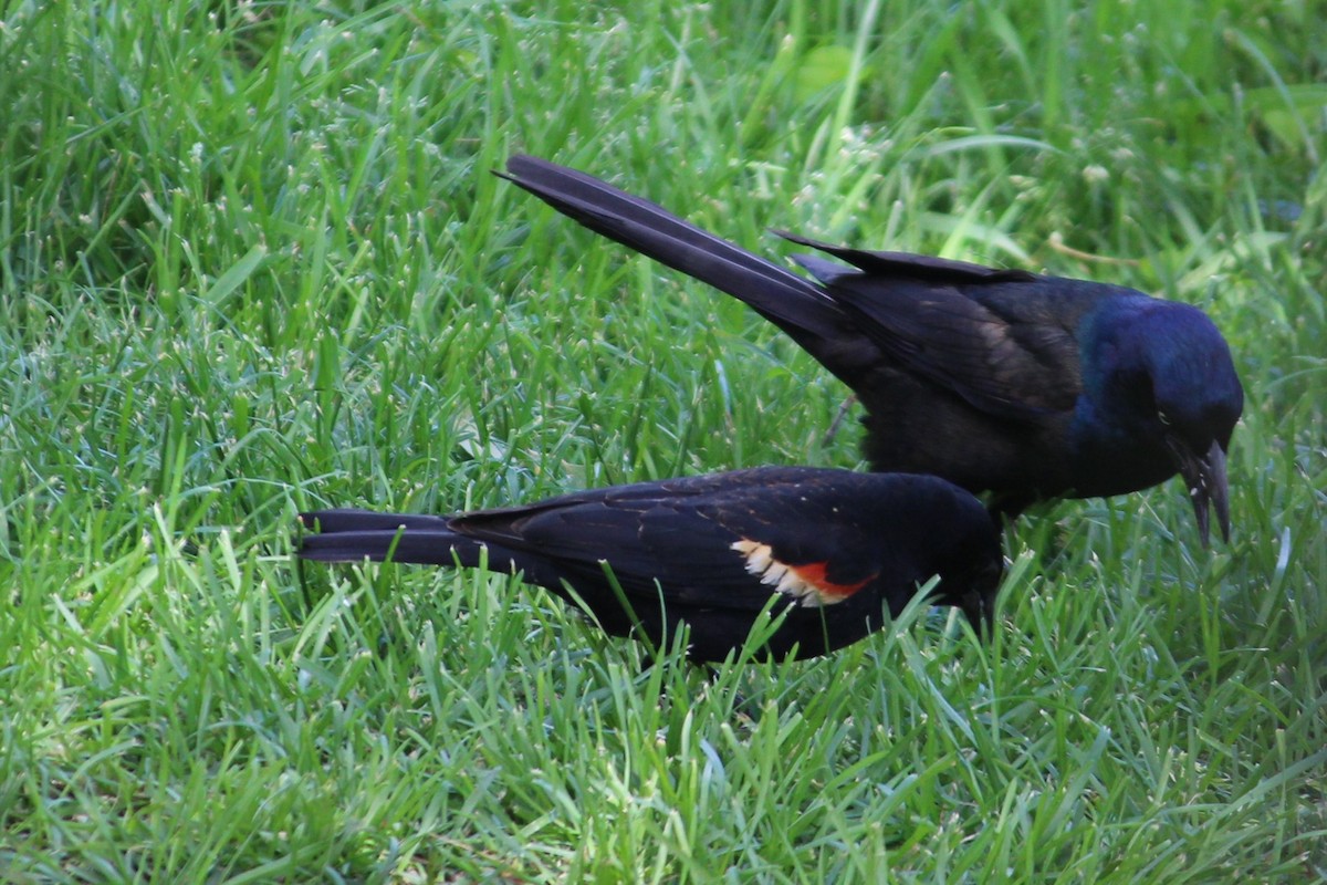 Red-winged Blackbird - ML620247370