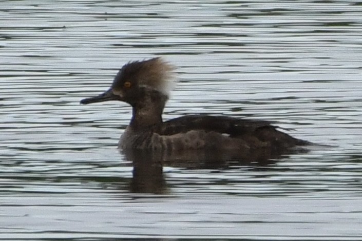 Hooded Merganser - ML620247373