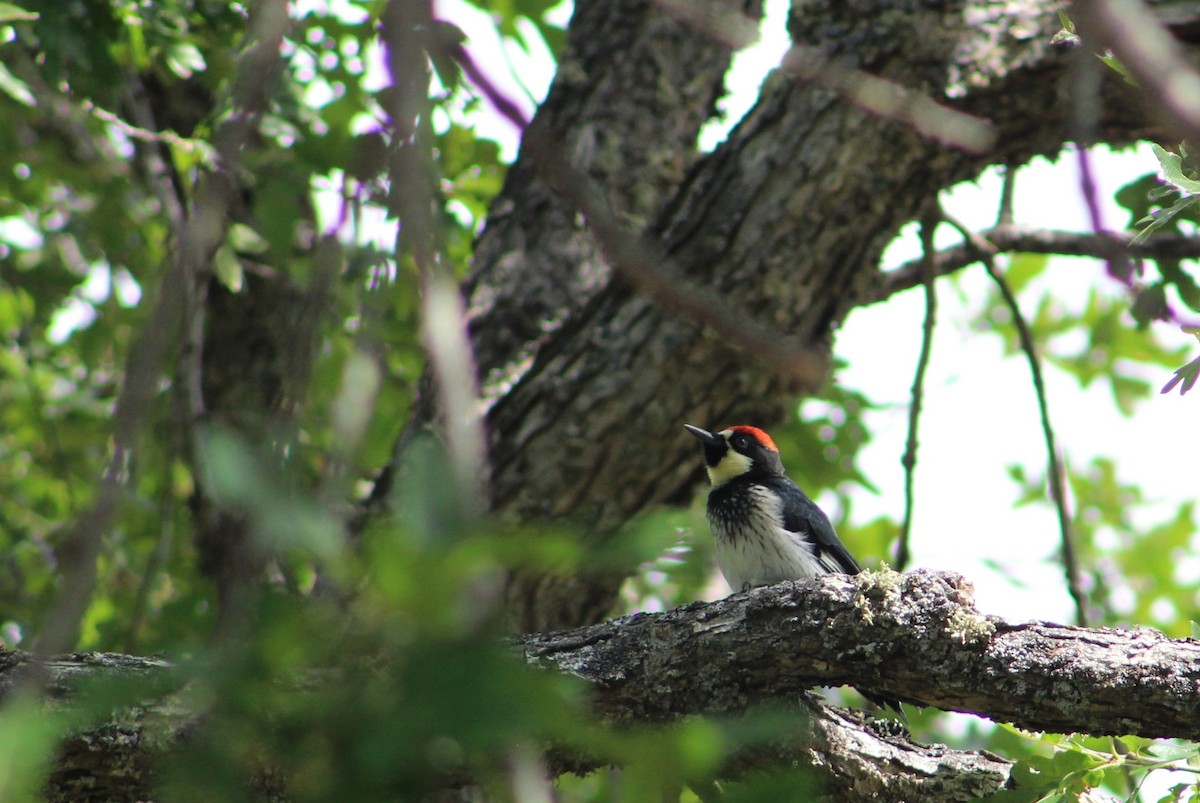 Acorn Woodpecker - ML620247379