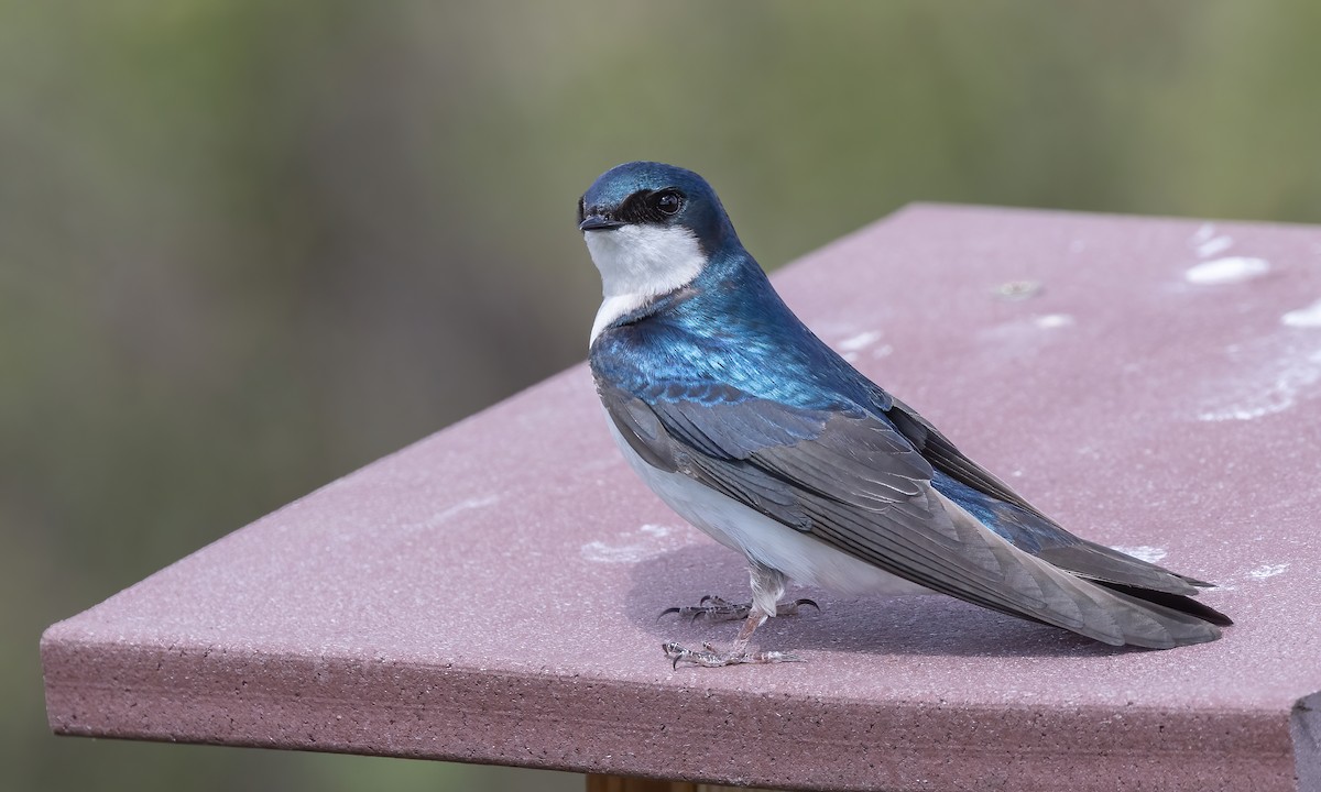 Tree Swallow - ML620247380