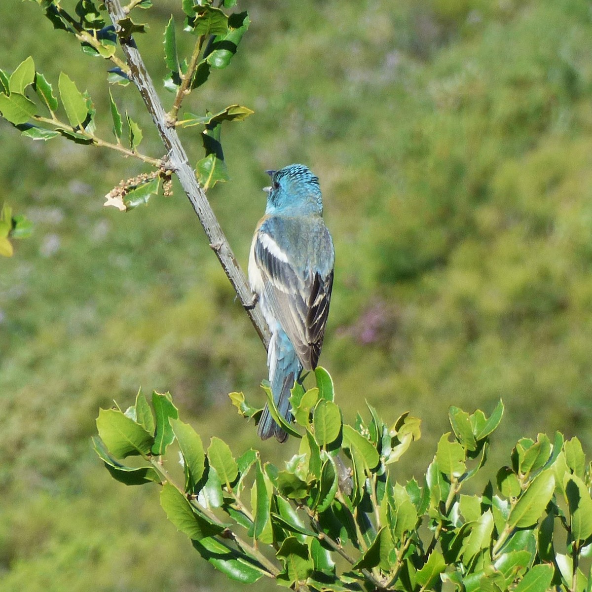 Lazuli Bunting - ML620247381