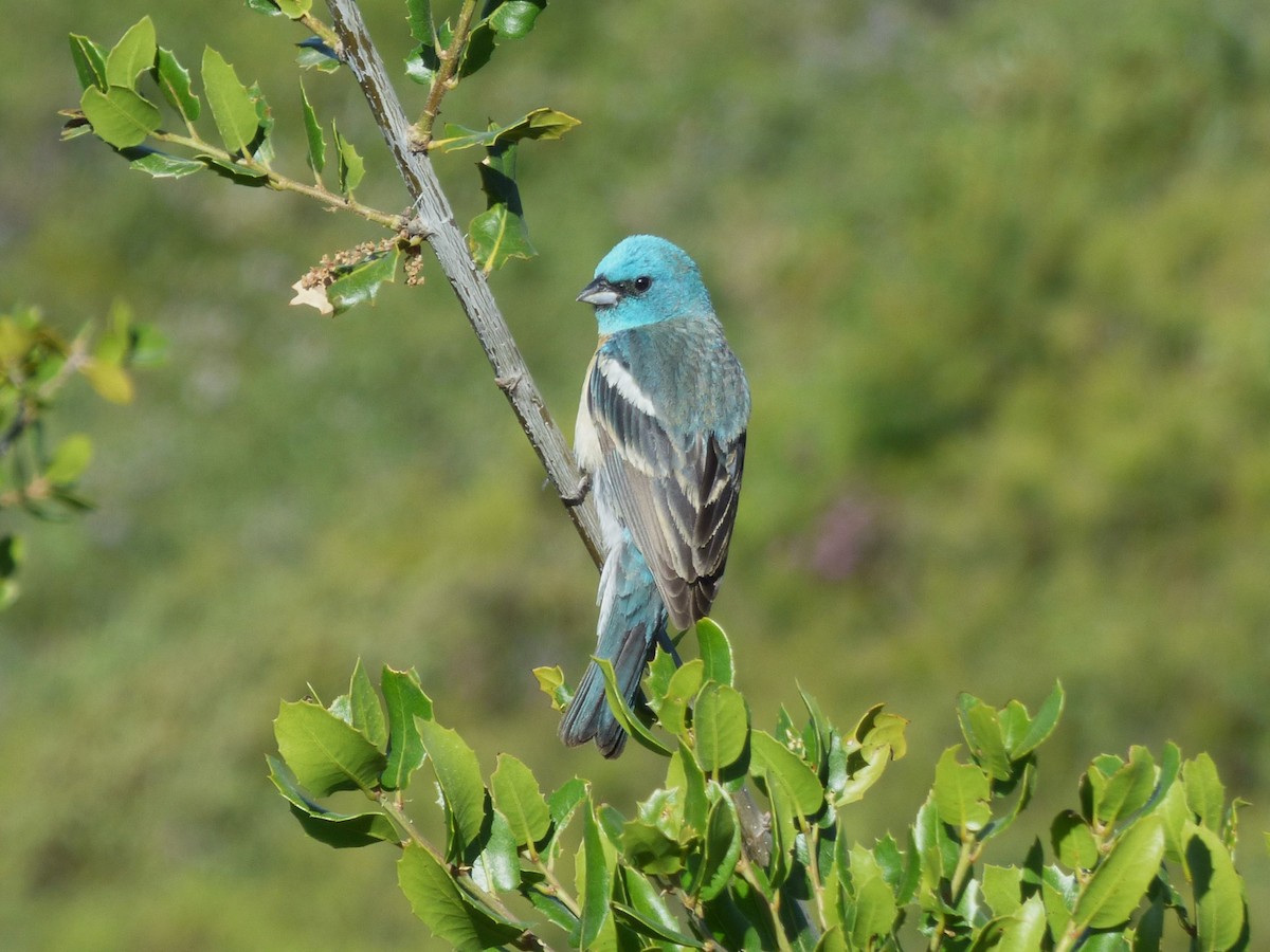 Lazuli Bunting - ML620247382