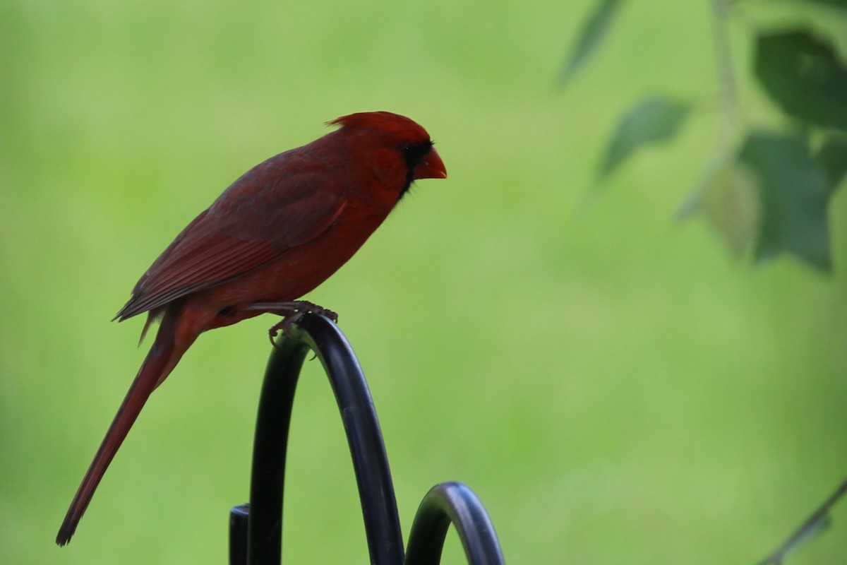 Northern Cardinal - ML620247384