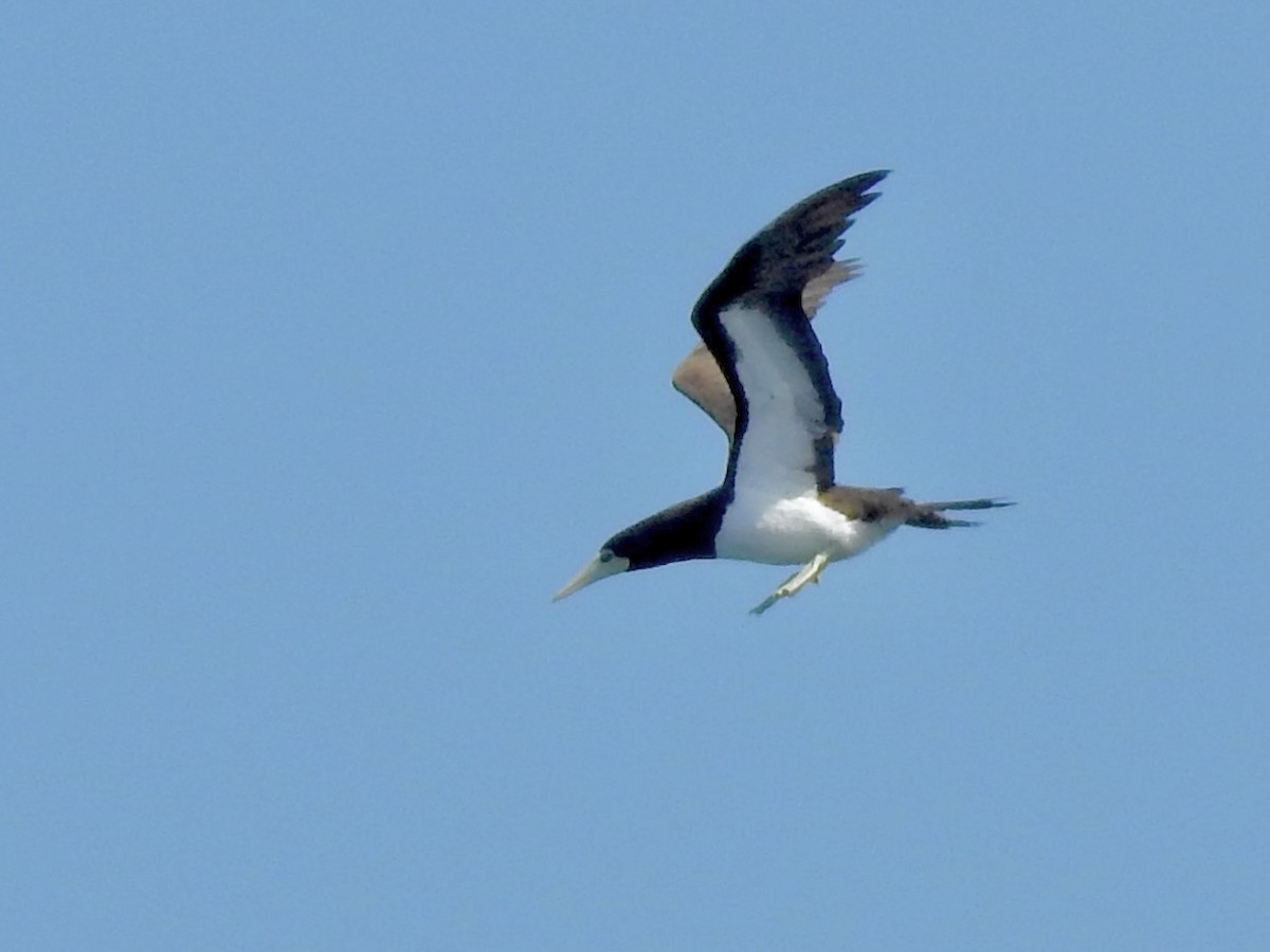 Brown Booby - ML620247393