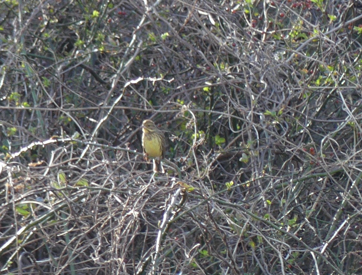 Masked Bunting - ML620247401