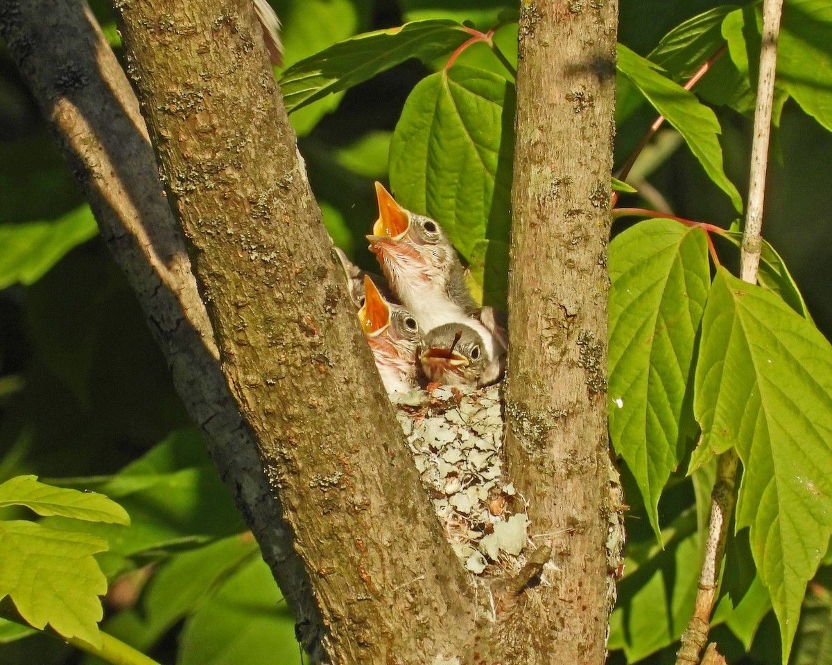 Blue-gray Gnatcatcher - ML620247404