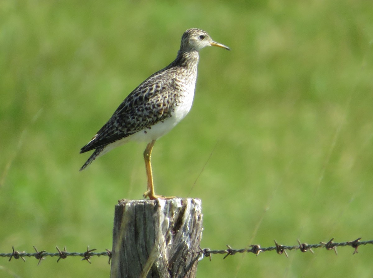 Upland Sandpiper - ML620247405