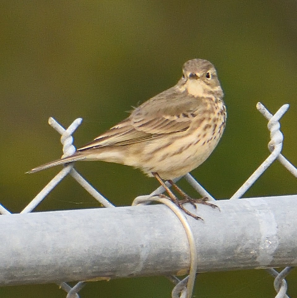 Sprague's Pipit - ML620247408