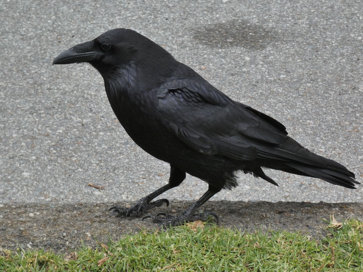 Common Raven - ML620247414