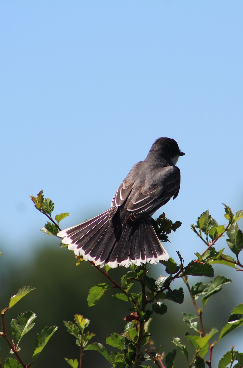 Eastern Kingbird - ML620247419