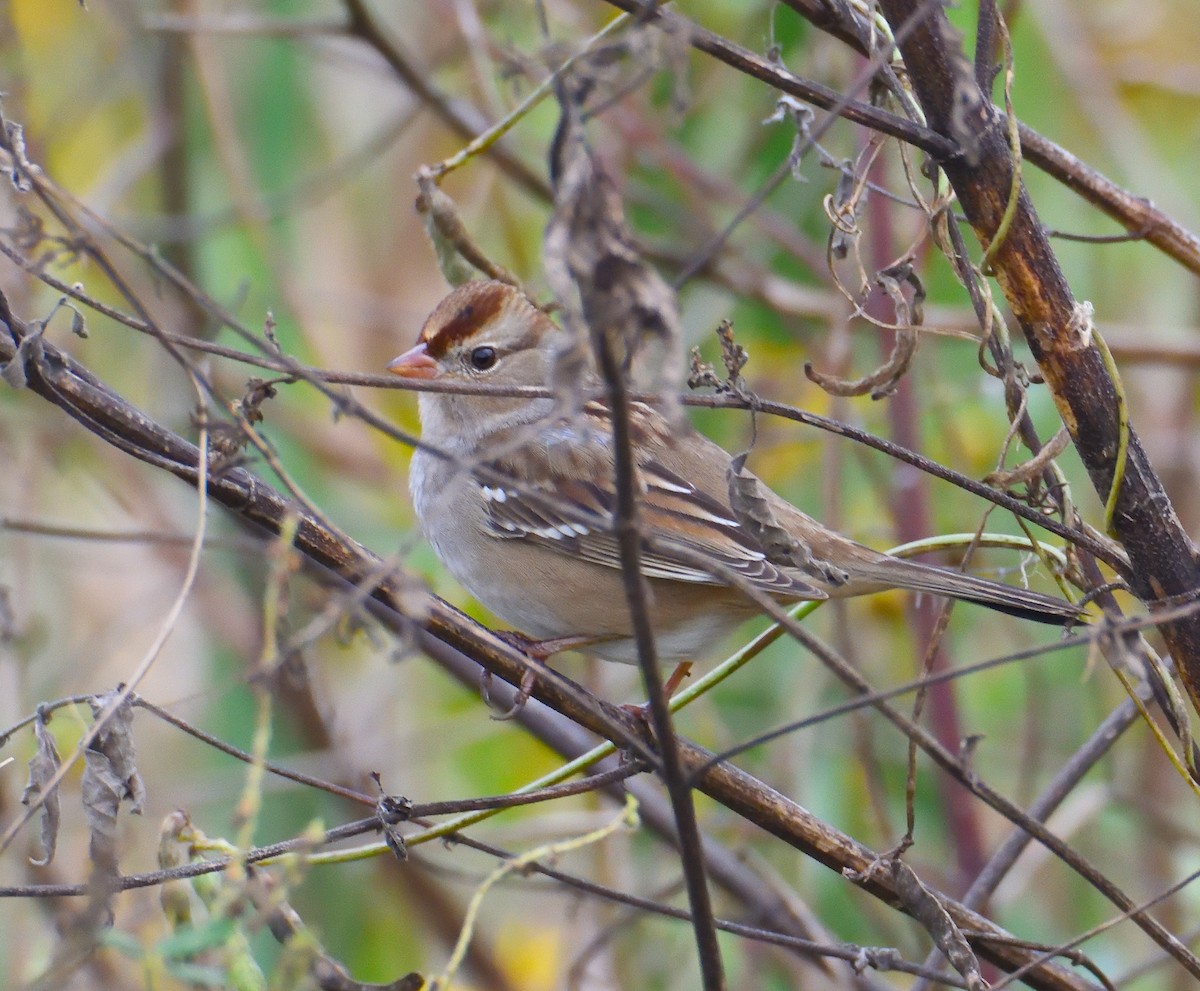 Chipping Sparrow - ML620247423