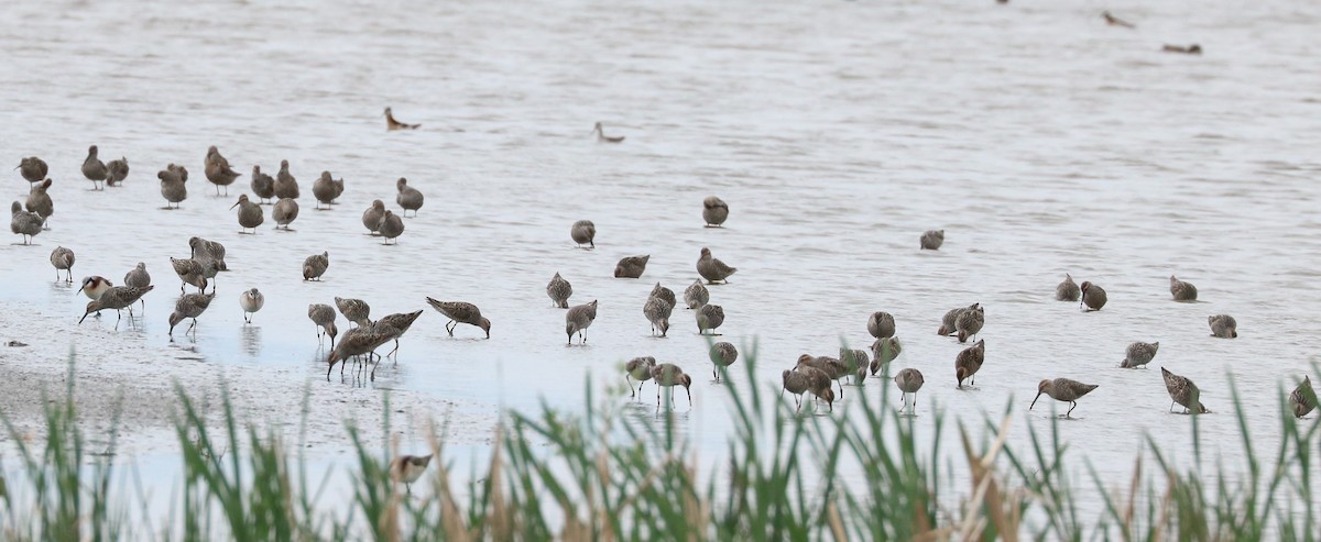 Stilt Sandpiper - ML620247425