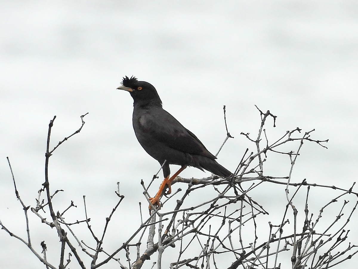 Crested Myna - ML620247428