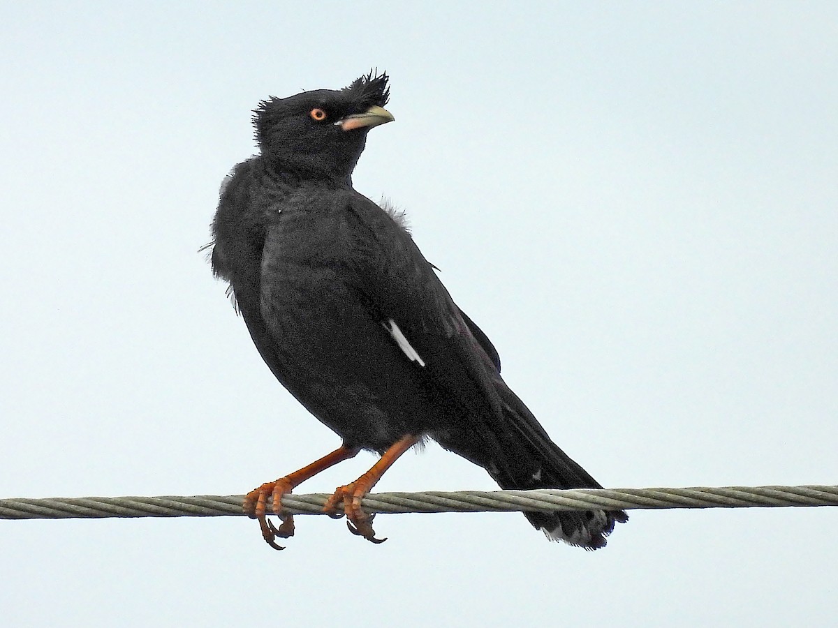 Crested Myna - ML620247429