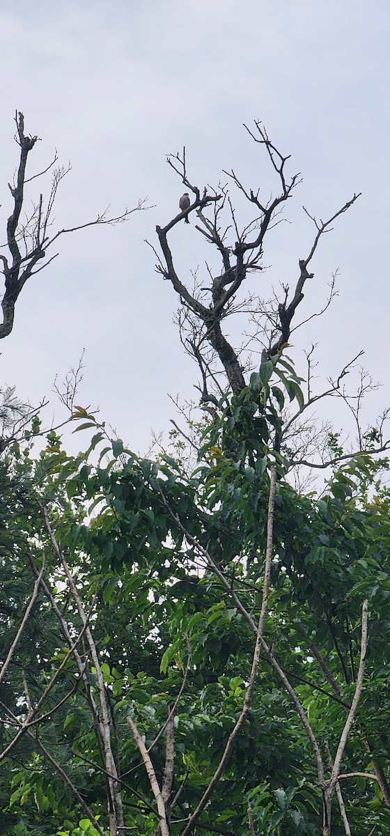 Eurasian Hobby - ML620247430