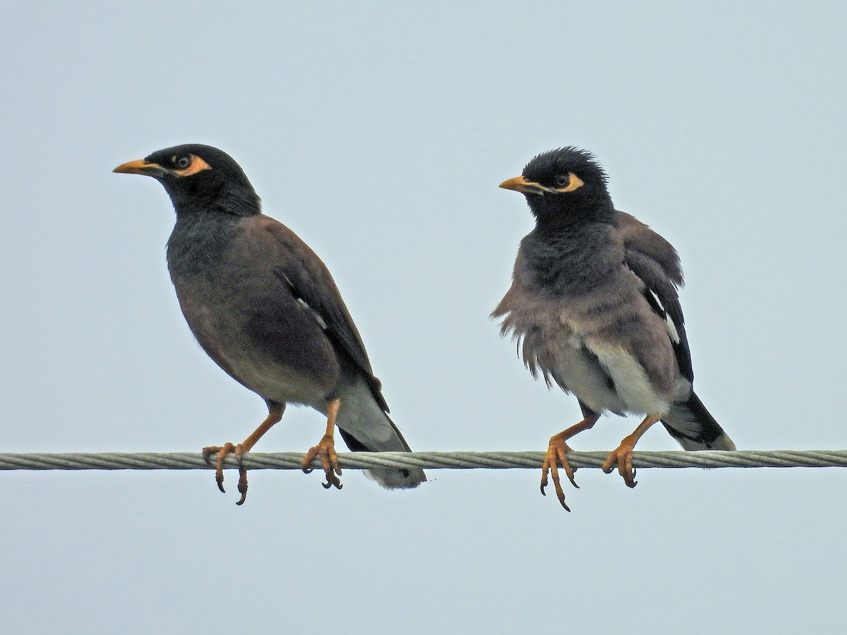 Common Myna - ML620247434