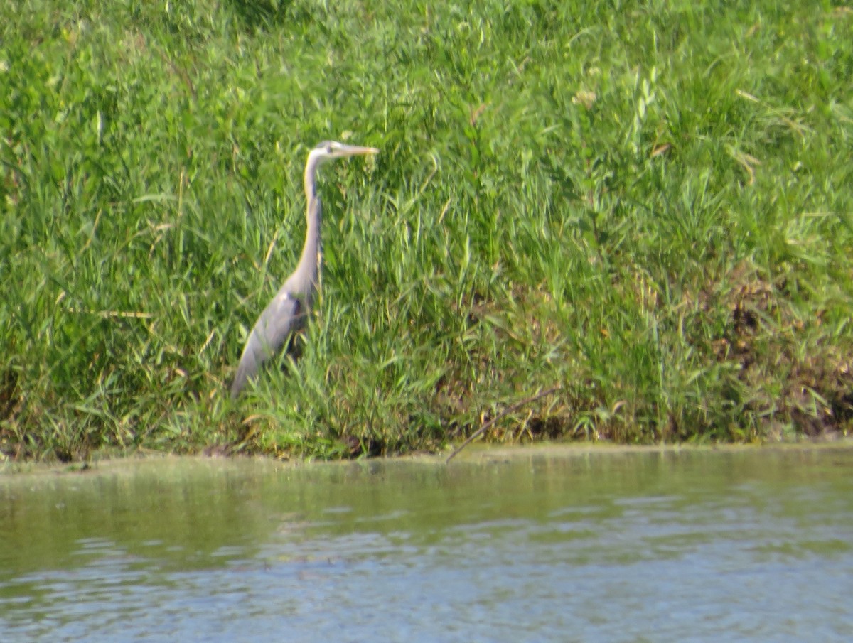 Great Blue Heron - ML620247435