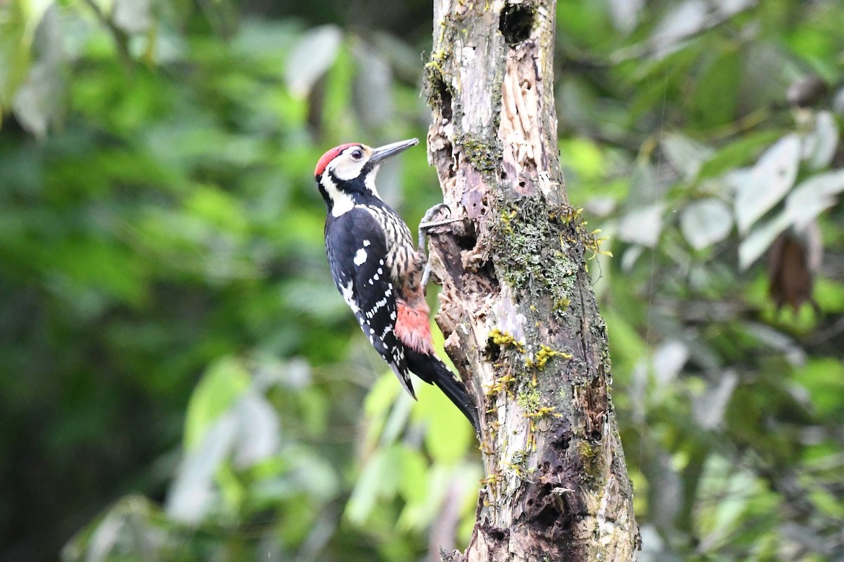 White-backed Woodpecker - ML620247436