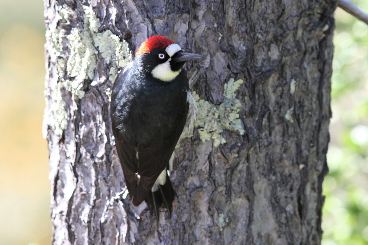 Acorn Woodpecker - ML620247438