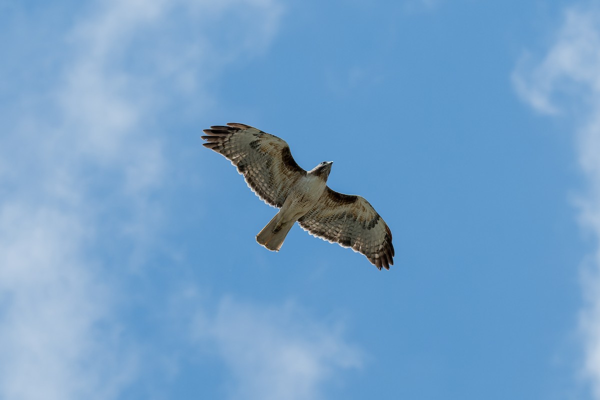 Red-tailed Hawk - ML620247439