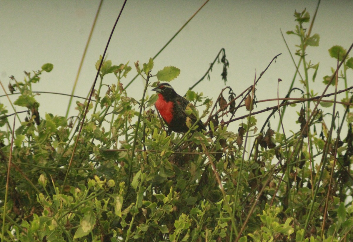 Peruvian Meadowlark - ML620247440