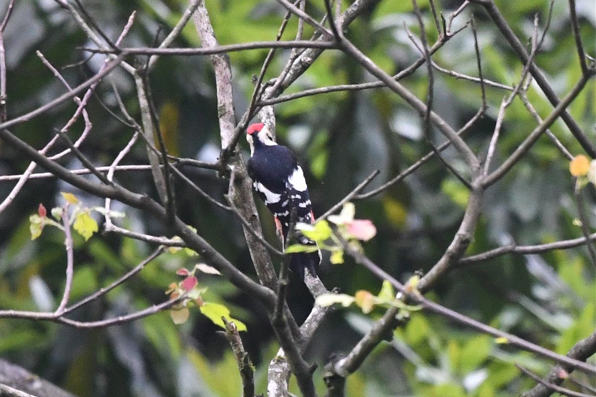 Necklaced Woodpecker - ML620247441