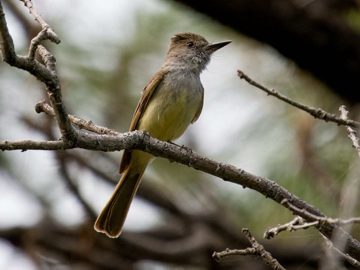 Dusky-capped Flycatcher - ML620247457