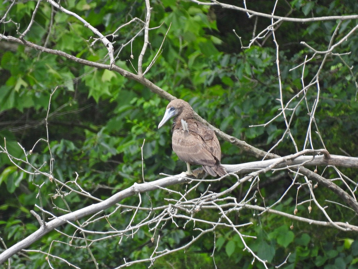 Brown Booby - ML620247462