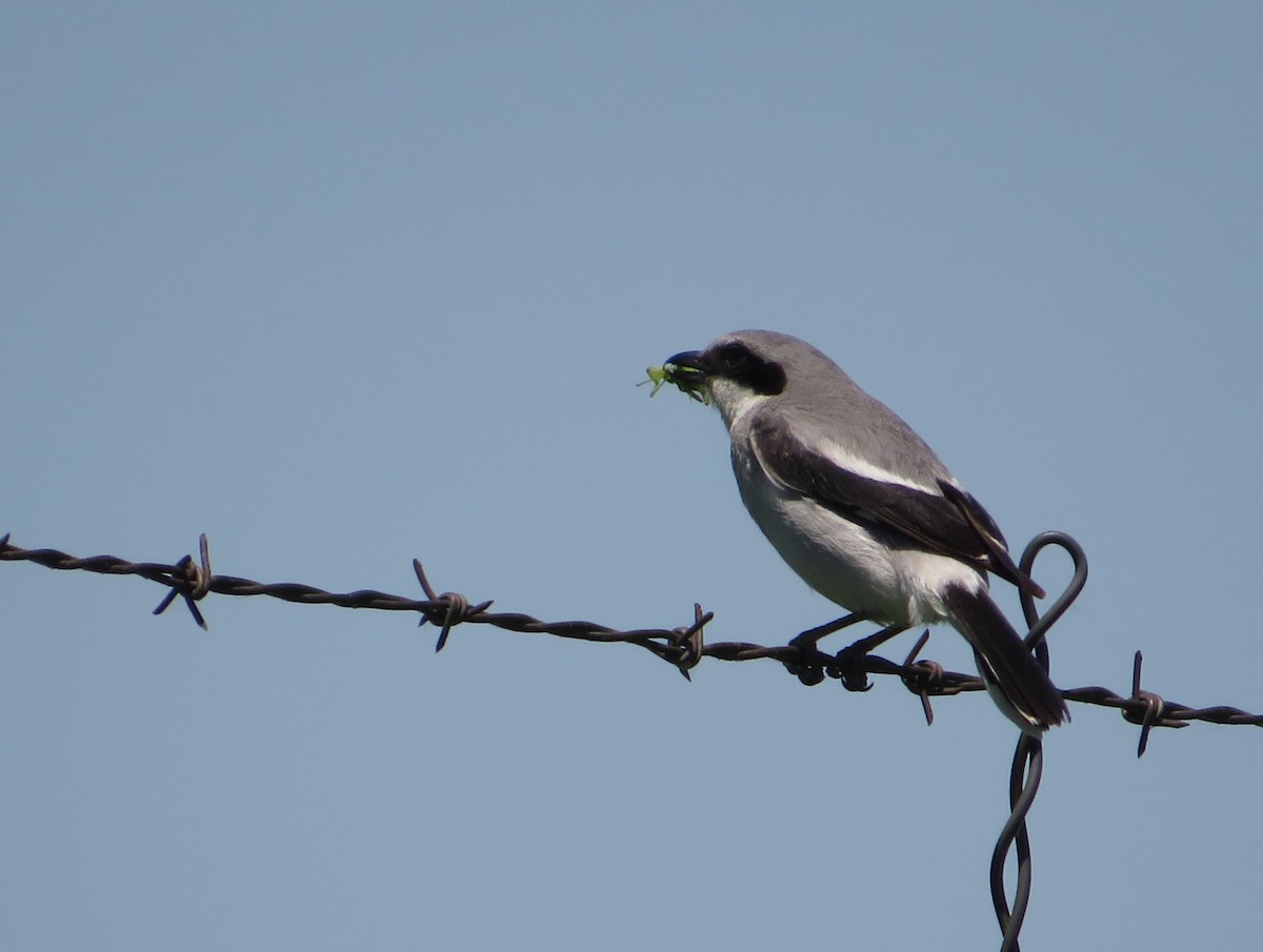 Loggerhead Shrike - ML620247466