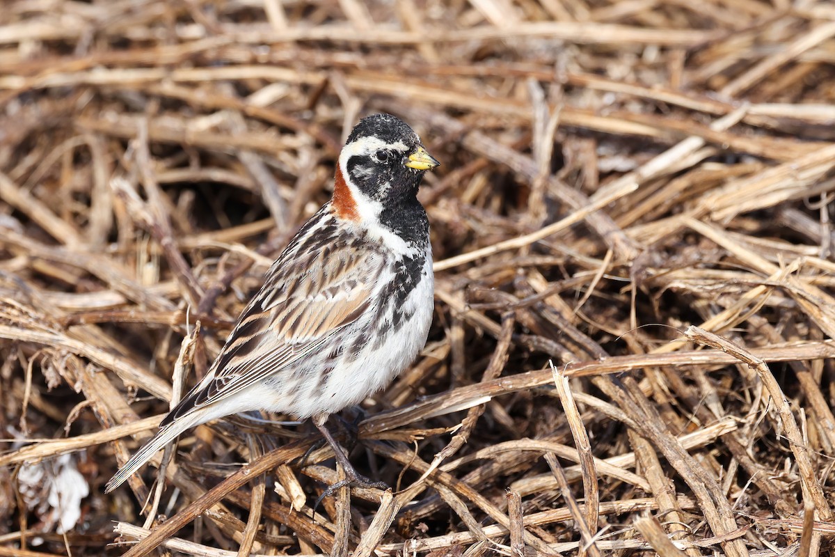 Lapland Longspur - ML620247467