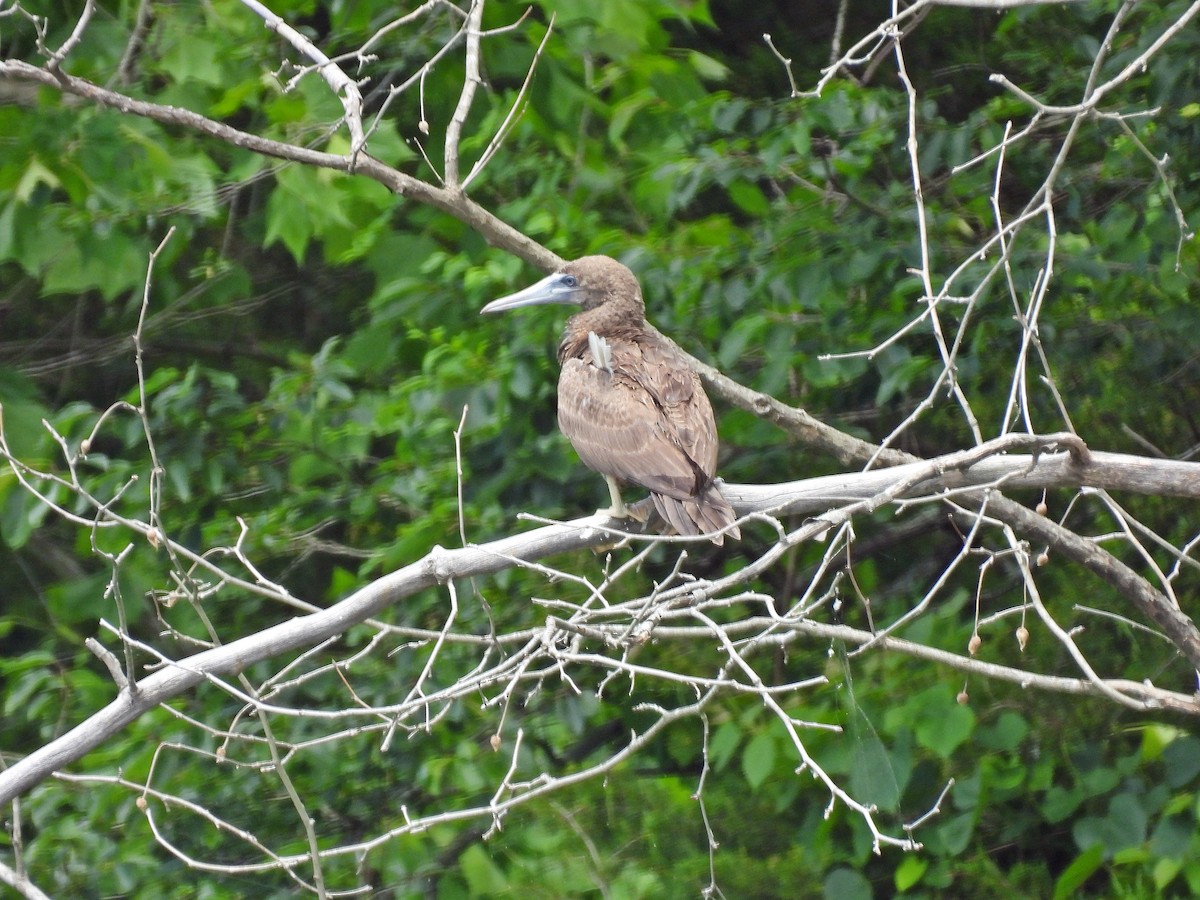 Brown Booby - ML620247468