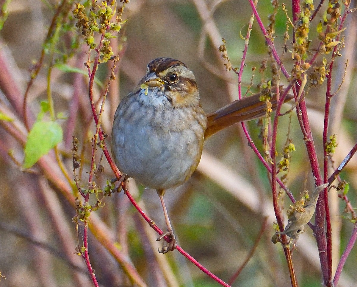 Swamp Sparrow - ML620247473