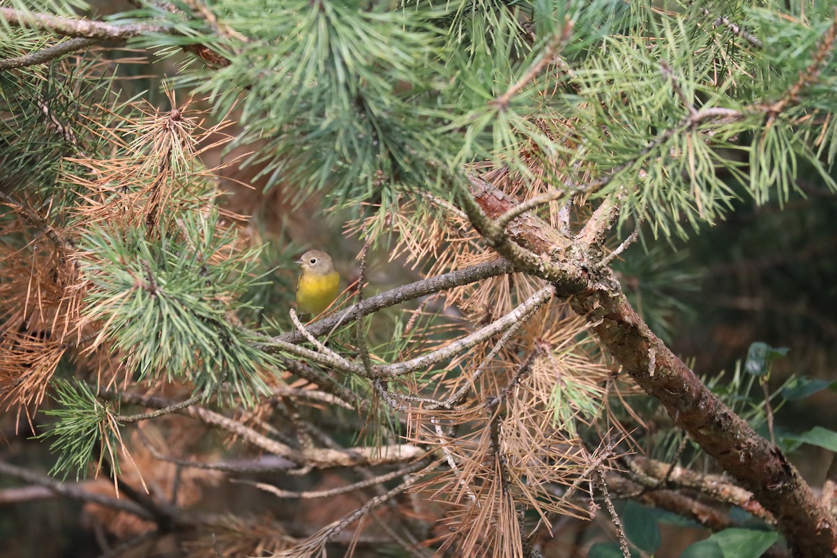 Nashville Warbler - ML620247475