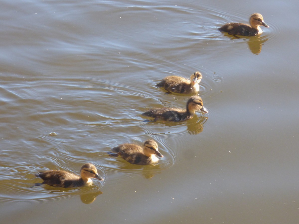 Canard colvert - ML620247476