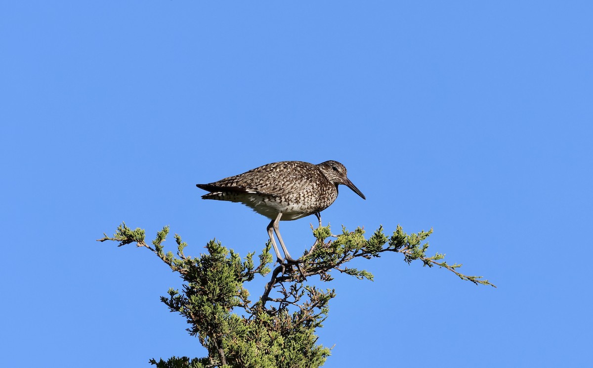 Willet - ML620247483