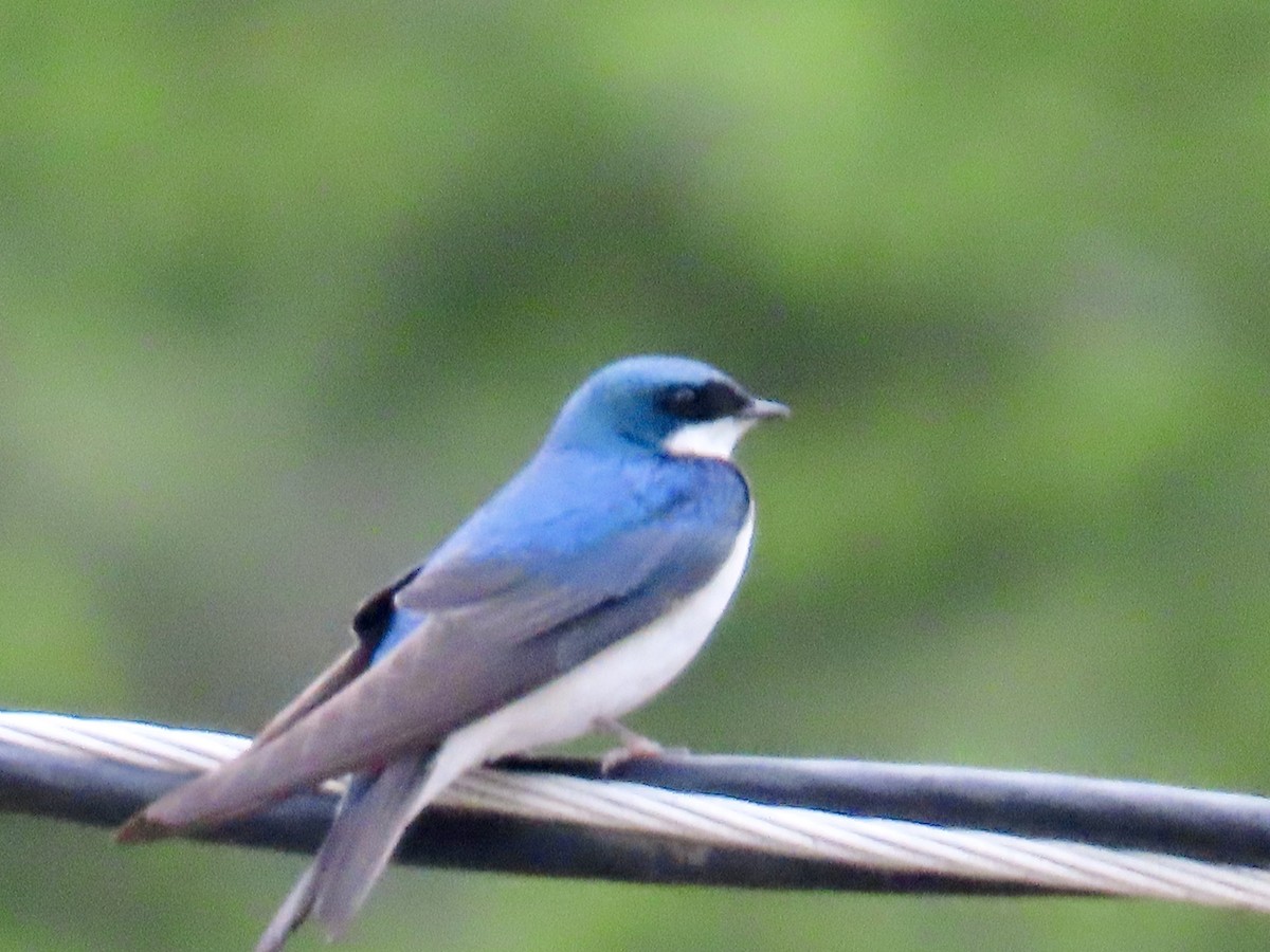 Golondrina Bicolor - ML620247485