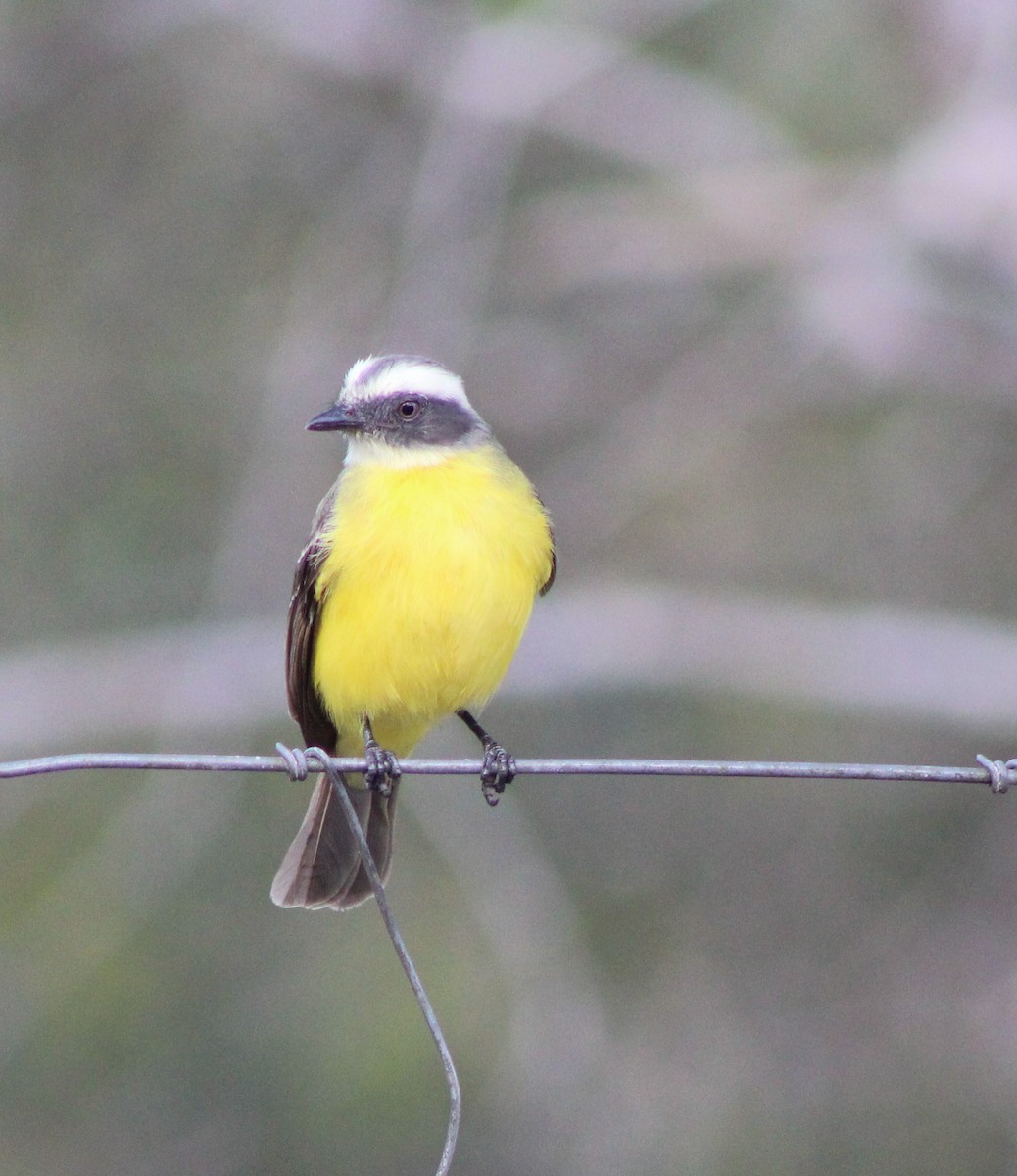 Gray-capped Flycatcher - ML620247488