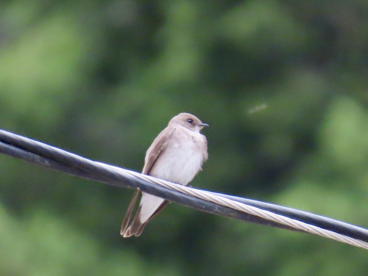 Northern Rough-winged Swallow - ML620247490