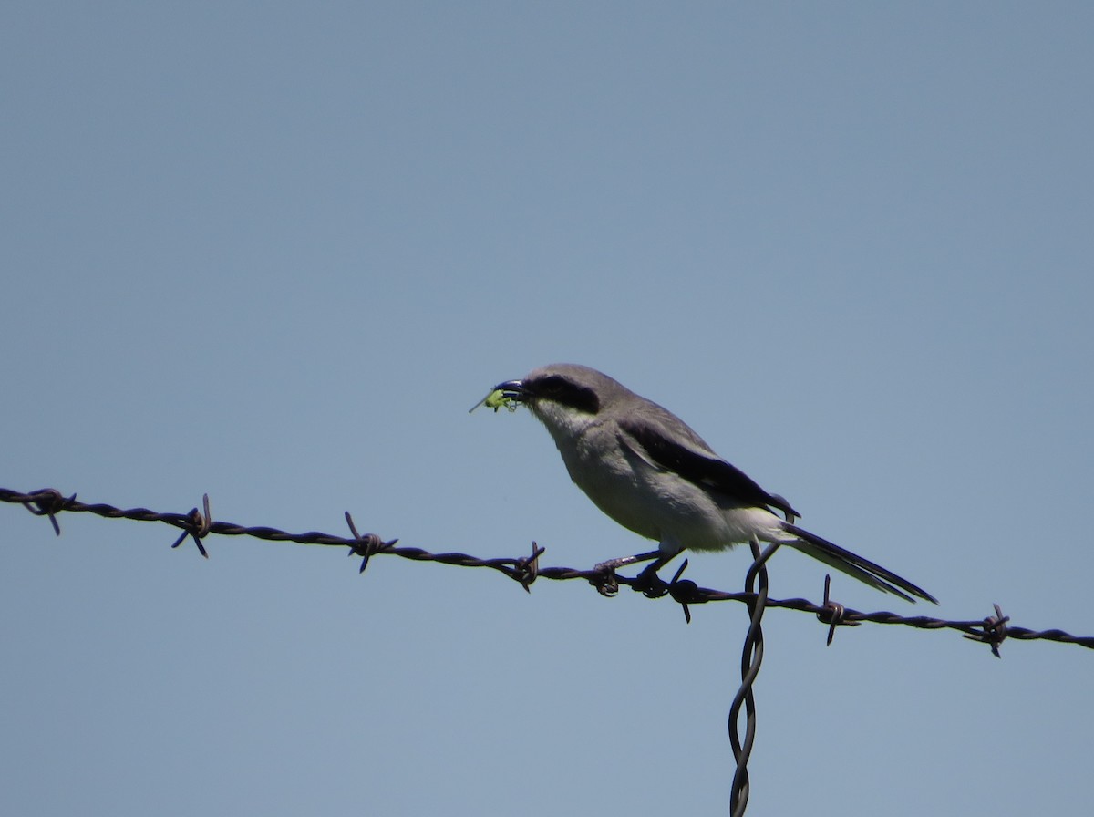 Loggerhead Shrike - ML620247492