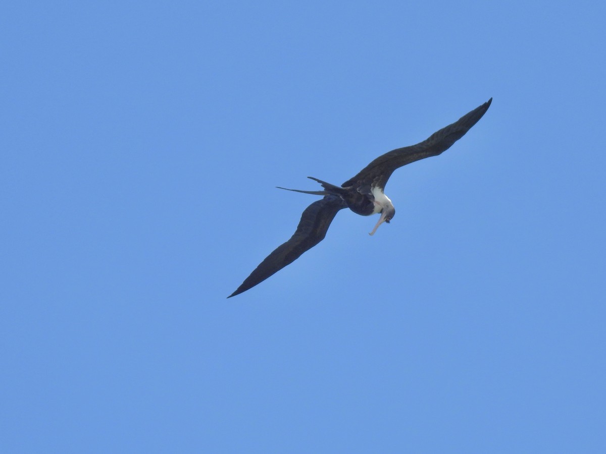 Great Frigatebird - ML620247499