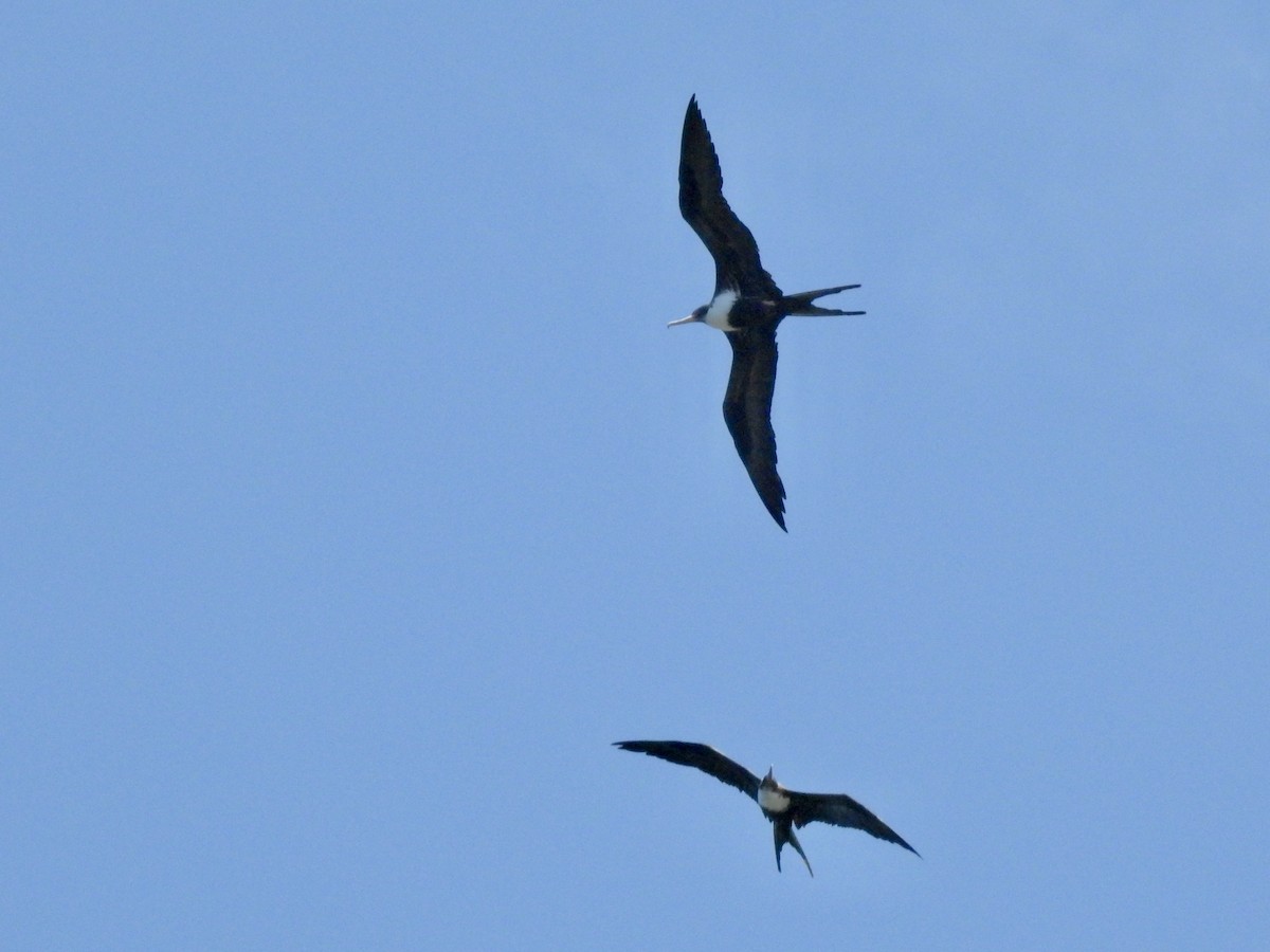 Great Frigatebird - ML620247500