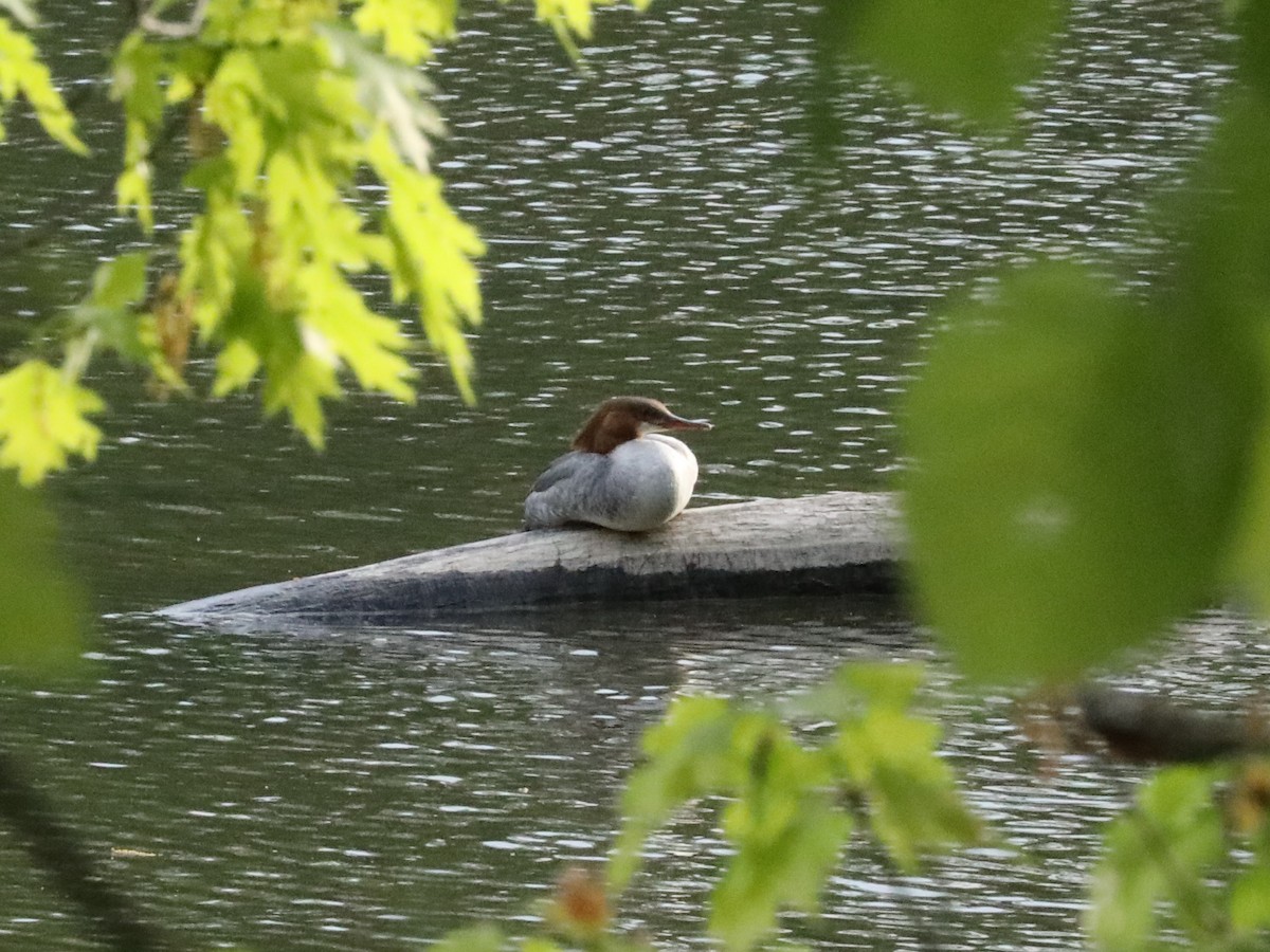 Common Merganser - ML620247508